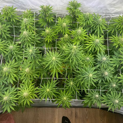 Euphoria #1 growlog timeline photo