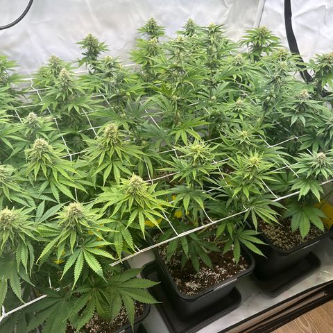Euphoria #1 growlog timeline photo