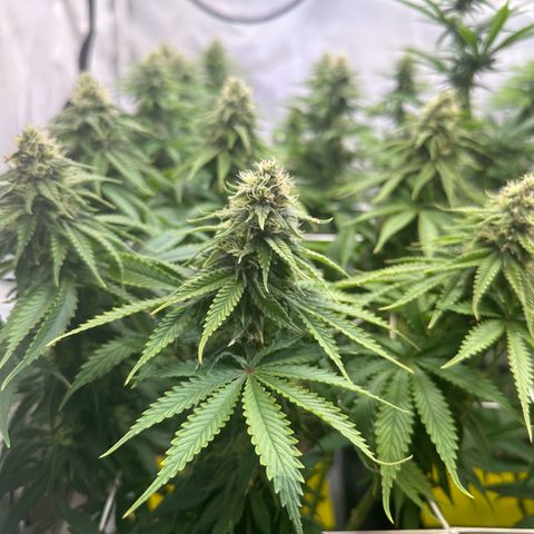Queen #1 growlog timeline photo
