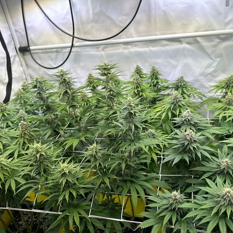 Euphoria #1 growlog timeline photo