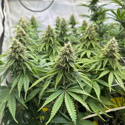 Euphoria #1 growlog timeline photo