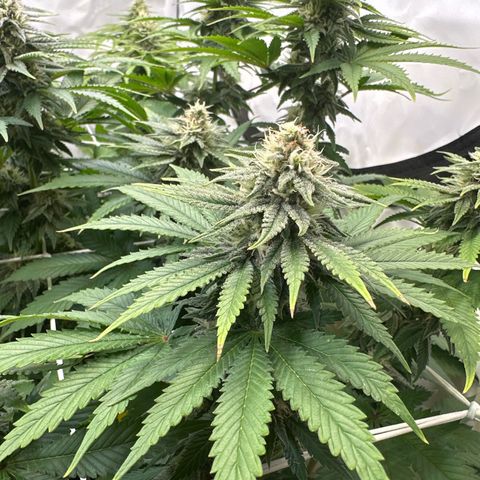 Euphoria #1 growlog timeline photo