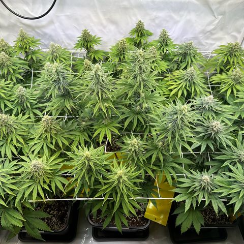 Euphoria #1 growlog timeline photo
