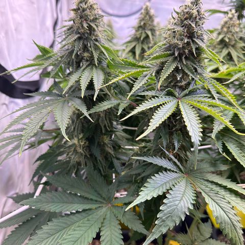 Queen #1 growlog timeline photo