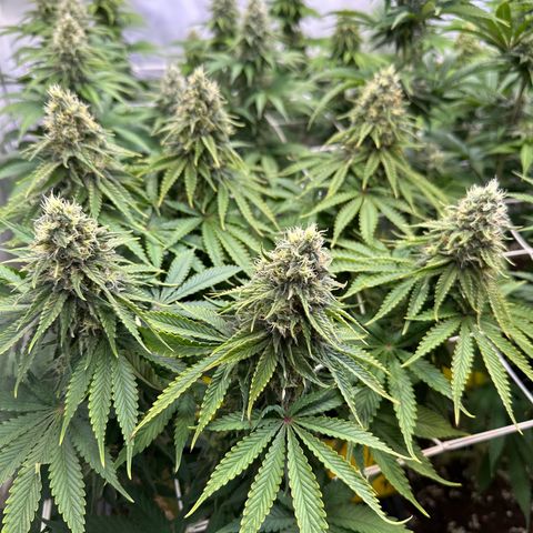 Queen #1 growlog timeline photo