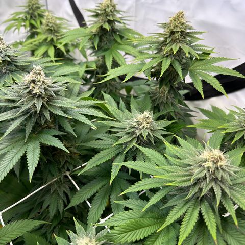 Euphoria #1 growlog timeline photo
