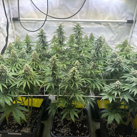 Euphoria #1 growlog timeline photo