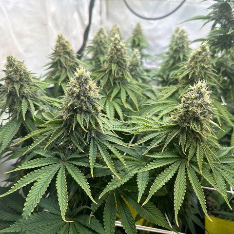 Queen #1 growlog timeline photo