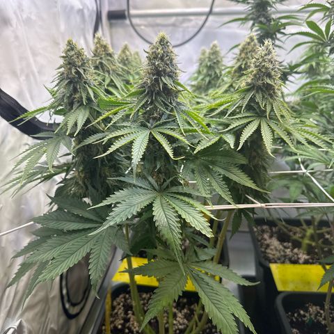 Queen #1 growlog timeline photo
