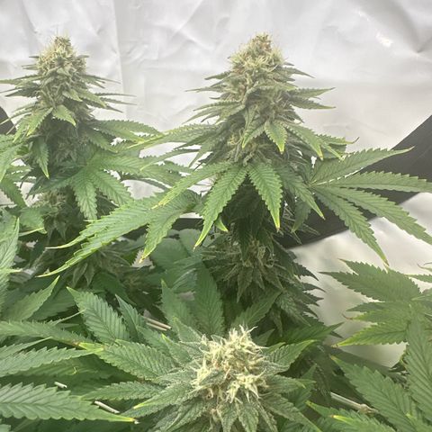 Euphoria #1 growlog timeline photo