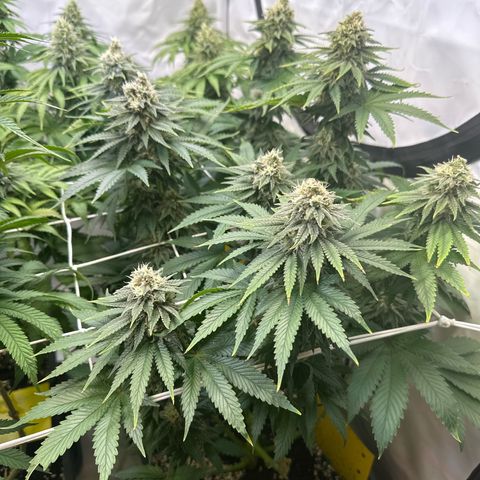 Euphoria #1 growlog timeline photo
