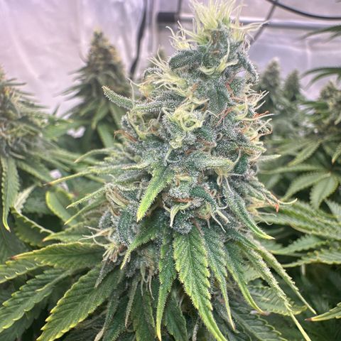 Queen #1 growlog timeline photo