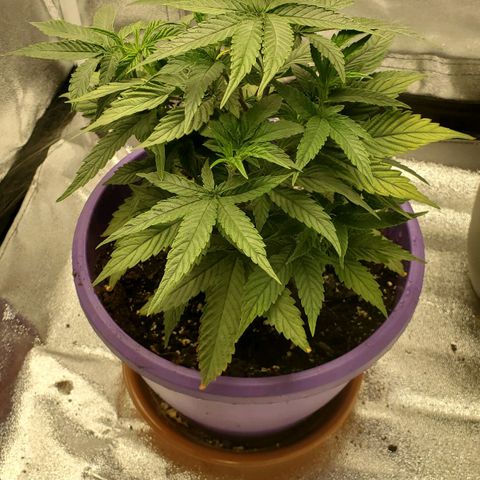 LA Confidential growlog timeline photo