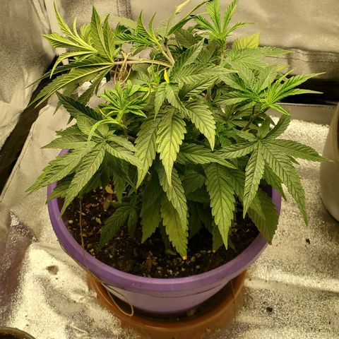 LA Confidential growlog timeline photo