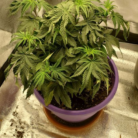 LA Confidential growlog photo: Needed water. Neglected for a few days.