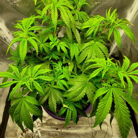LA Confidential growlog timeline photo
