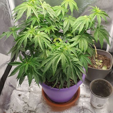 LA Confidential growlog timeline photo