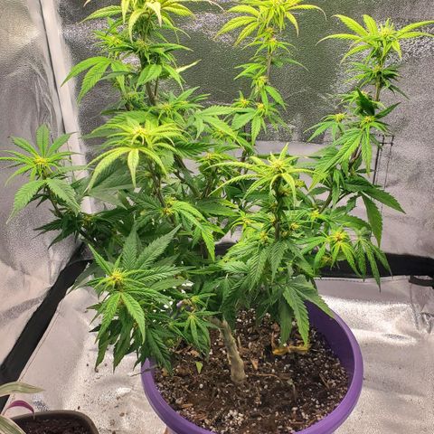 LA Confidential growlog timeline photo