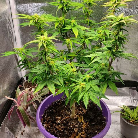 LA Confidential growlog timeline photo
