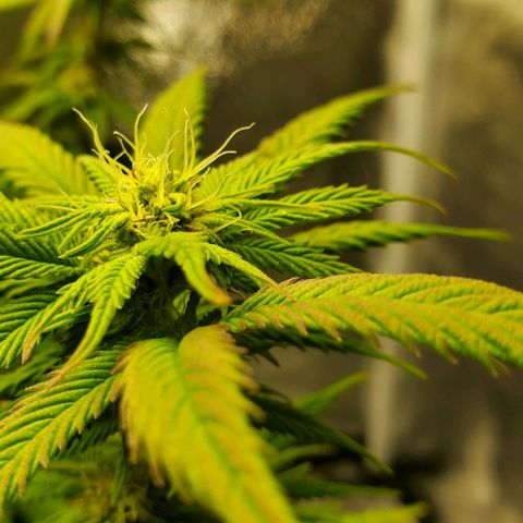 LA Confidential growlog timeline photo