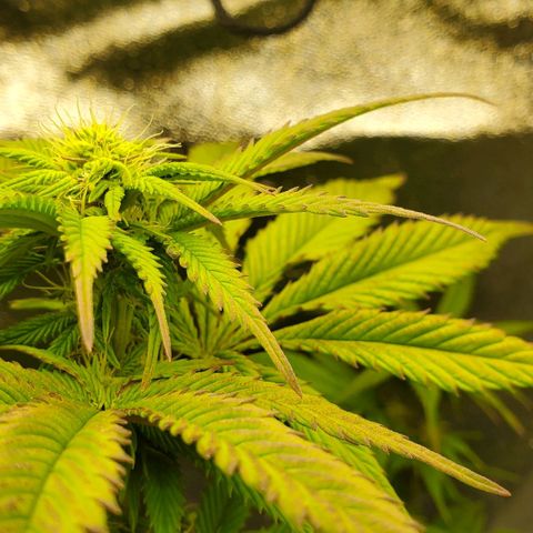 LA Confidential growlog timeline photo