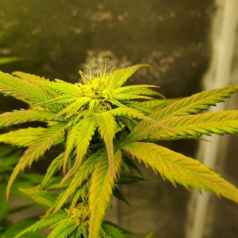 LA Confidential growlog timeline photo