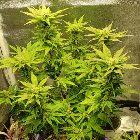 LA Confidential growlog timeline photo