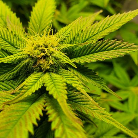 LA Confidential growlog timeline photo