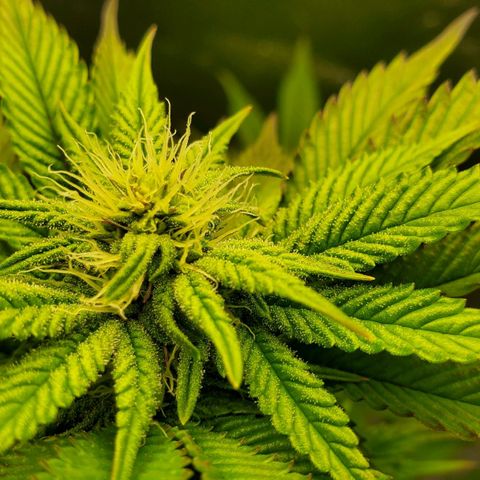LA Confidential growlog timeline photo