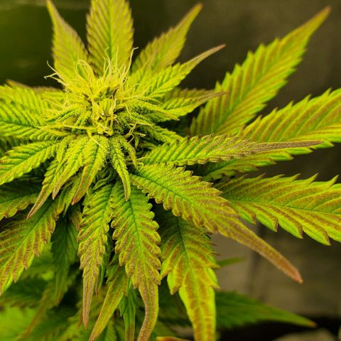 LA Confidential growlog timeline photo