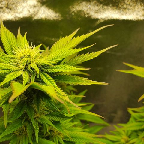LA Confidential growlog timeline photo