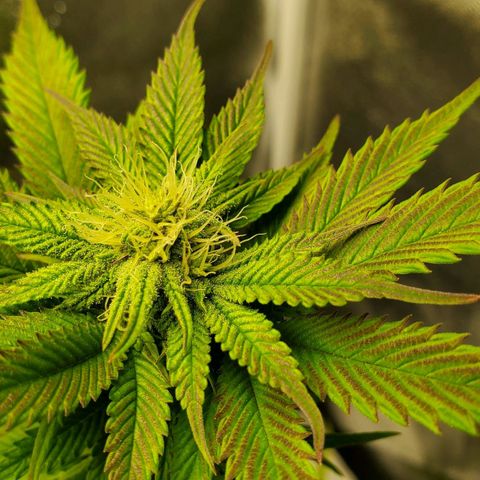 LA Confidential growlog timeline photo