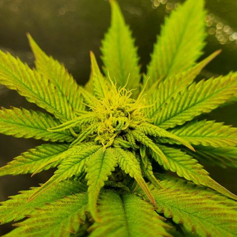 LA Confidential growlog timeline photo