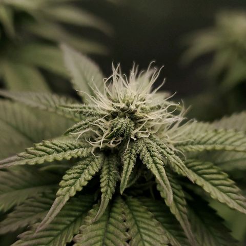 LA Confidential growlog timeline photo
