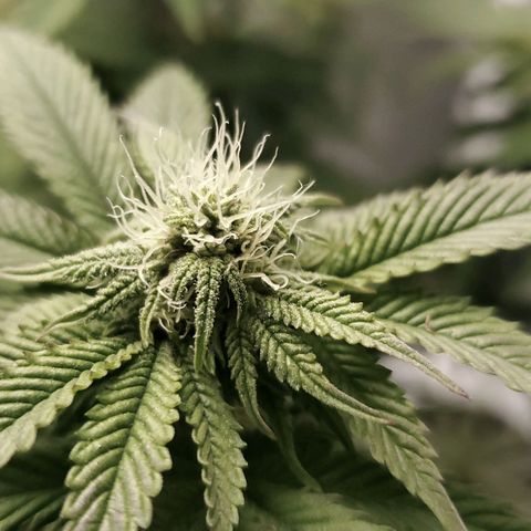 LA Confidential growlog timeline photo