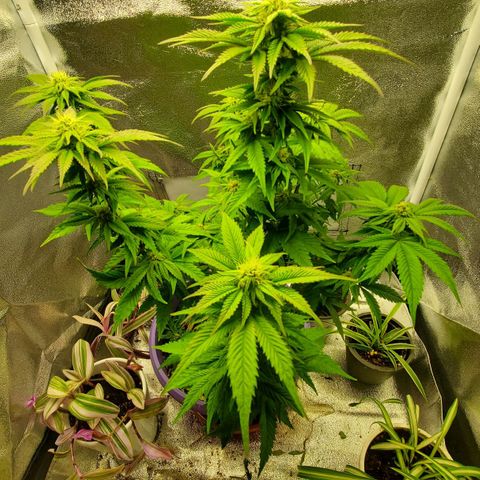 LA Confidential growlog timeline photo