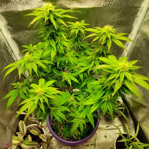 LA Confidential growlog timeline photo