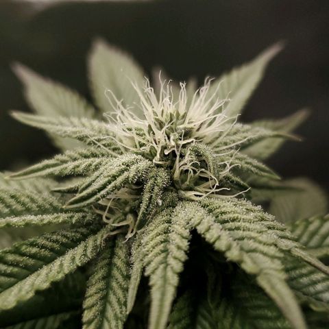 LA Confidential growlog timeline photo