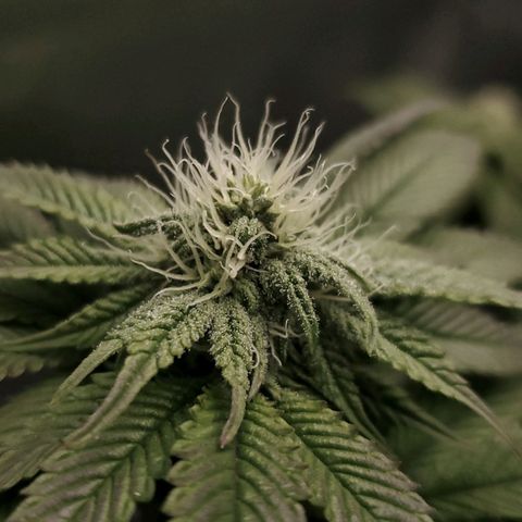 LA Confidential growlog timeline photo