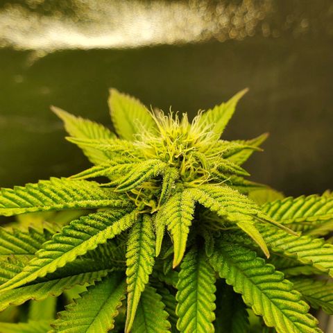 LA Confidential growlog timeline photo