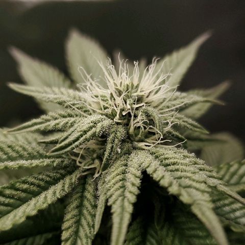 LA Confidential growlog timeline photo