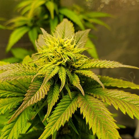 LA Confidential growlog timeline photo