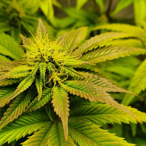 LA Confidential growlog timeline photo
