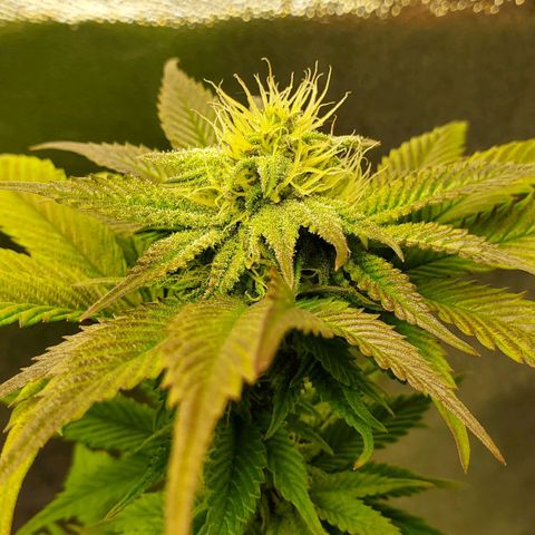 LA Confidential growlog timeline photo