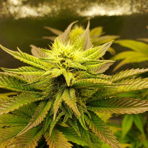 LA Confidential growlog timeline photo
