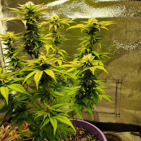 LA Confidential growlog timeline photo