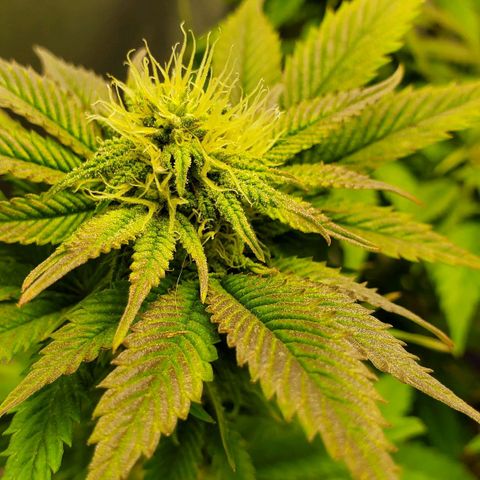 LA Confidential growlog timeline photo