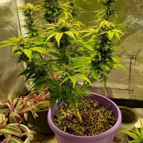 LA Confidential growlog timeline photo