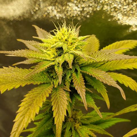 LA Confidential growlog timeline photo