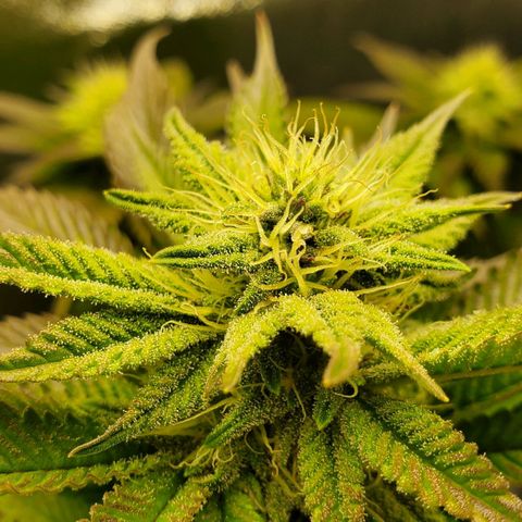 LA Confidential growlog timeline photo